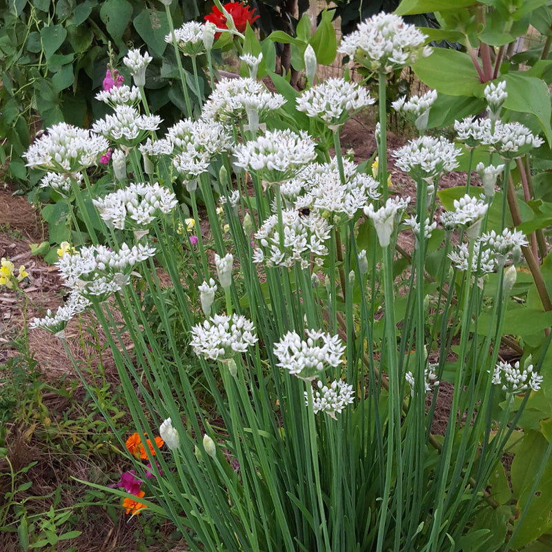 Livingston Seed Chives Seed Chives